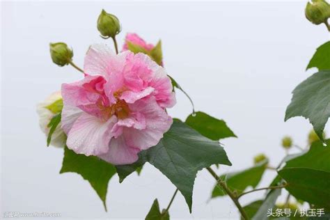 芙蓉好種嗎|芙蓉到底該怎麼照顧呢？